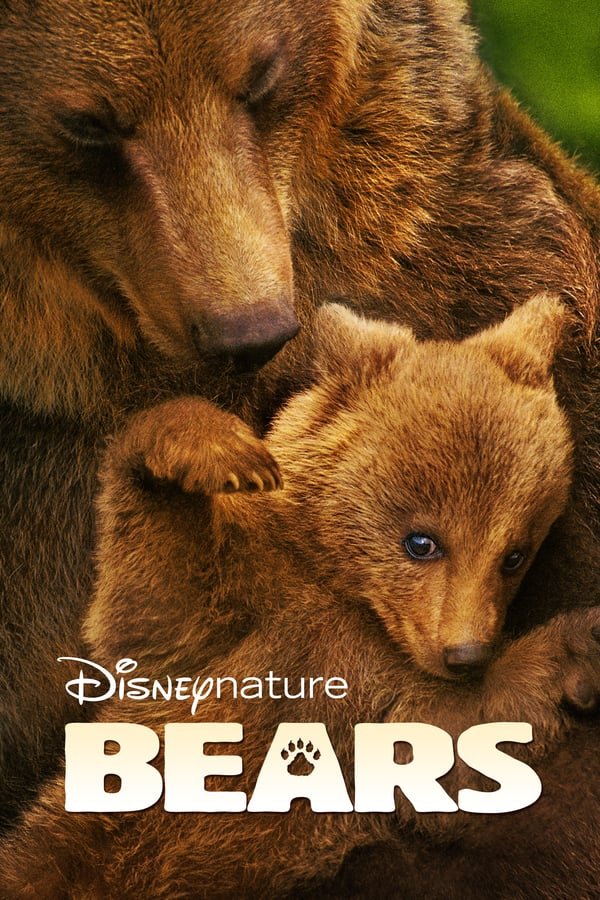 დათვები Bears